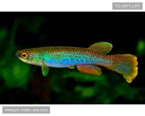 圭亚那水上体育逐渐成特色项目,圭亚那鱼类 圭亚那水上体育逐渐成特色项目,圭亚那鱼类